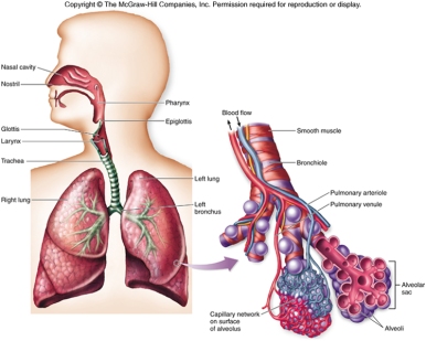 Air is drawn into the lungs by the action of muscles - the diaphragm, a muscle sheet which separates the chest from the stomach, and the intercostal muscles between the ribs on each side of the chest. the air flows into little, thin walled sacs or alveoli where it is in very close proximity to the blood.